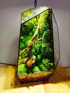 EG-V036 préservé <span class=keywords><strong>mousse</strong></span> Eco naturel vert mur Art peinture cadre plantes vivantes <span class=keywords><strong>mousse</strong></span> décoration de Table Terrarium plantes et <span class=keywords><strong>mousse</strong></span> - Product Image 4