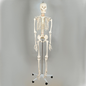 180cm PVC Bộ xương người mô hình lâm sàng giải phẫu y tế khoa học thực esqueleto xương Kết cấu dây thần kinh gốc - Product Image 1