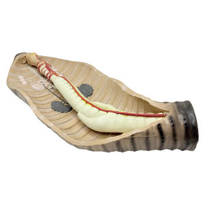 प्रीमियम केंचुआ विच्छेदन मॉडल; बहुत बड़े आकार-केंचुआ 63 cm लंबी और 23 cm विस्तृत/जैविक मॉडल - Product Image 4