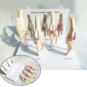 Modelo de Rodilla Canina de 4 Etapas, Modelo Anatómico de Articulación de <span class=keywords><strong>Perro</strong></span>, Tamaño Real, Modelo de <span class=keywords><strong>Esqueleto</strong></span> Animal, <span class=keywords><strong>Esqueleto</strong></span> Médico de Plástico - Product Image 3
