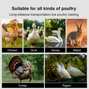 Caisse de transport en plastique pour poulets de la ferme avicole de Linchuan avec contrôle précis de la température pour poulets vivants - Product Image 4