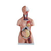 Modelo de Torso de 85 cm / 21 Partes, Tres Sexos, Maniquí de Medio Cuerpo, Portátil, Realista, de PVC, Modelo Anatómico, Anatomía Detallada, Médico