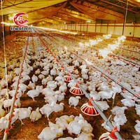 Système d'élevage au sol entièrement automatique moderne ChickTech avec contrôleur intelligent Agro Logic pour l'élevage de poulets de chair – Garantie 2 ans
