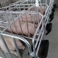 Élevage Animal Chinois : Cages de Maternité et de Gestation pour Truies et Porcs en Ferme Porcine