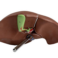 Modelo de Anatomía del Hígado Humano DARHMMY, Tamaño Real, PVC, para Enseñanza Médica, Entrenamiento de Doctores y Educación Hospitalaria