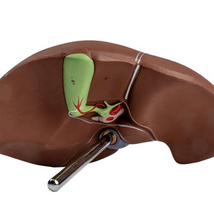 Modelo de Anatomía del Hígado Humano DARHMMY, Tamaño Real, PVC, para Enseñanza Médica, Entrenamiento de Doctores y Educación Hospitalaria - Product Image 4