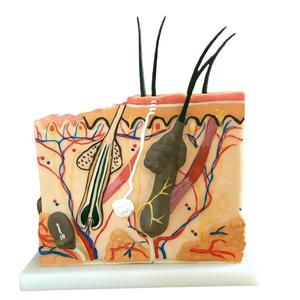 Modèle de <span class=keywords><strong>squelette</strong></span> humain agrandi 50 fois avec cheveux pour l'enseignement de la médecine et de l'anatomie - Product Image 1