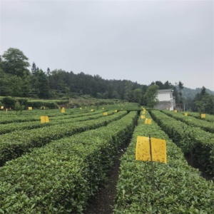 อุปกรณ์ดักจับแมลงใช้แล้วทิ้งกับดักแมลงวันสินค้าควบคุมศัตรูพืชทางการเกษตร - Product Image 6