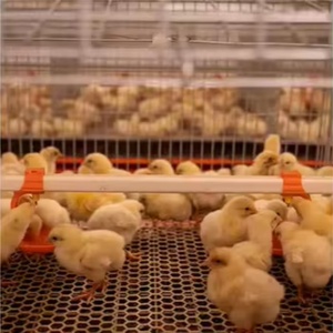 Nhà Máy Trực Tiếp Bán Tùy Chỉnh 3 Tầng Hình Chữ H Gà Con ấp trứng Gà Nhỏ Lồng Bé Gà Con Lồng Trong Zimbabwe Gia Cầm - Product Image 3