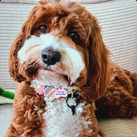 Collier avec breloque pour chien en paracorde réglable, fait main, mignon, pour anniversaire