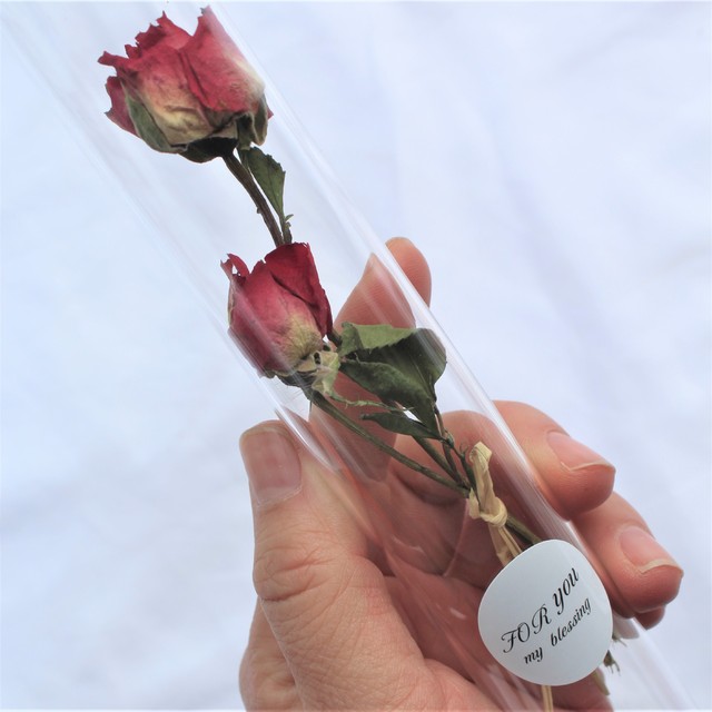 rosa rosa