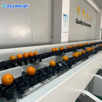 Citroen Automatische Sorteer-En Sorteermachine Voor Fruitverwerking