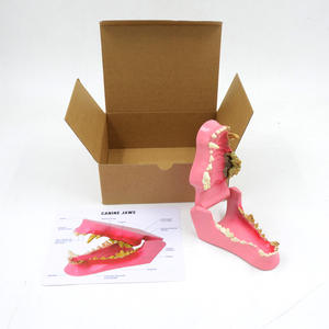 Modèle anatomique de dents de chien en PVC avancé Animal Advanced, peint à la main, 0,4 kg, pour l'enseignement des sciences médicales - Product Image 4