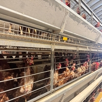 Système de cages en H à prix d'usine pour l'élevage de volailles en Indonésie, au Vietnam et aux Philippines