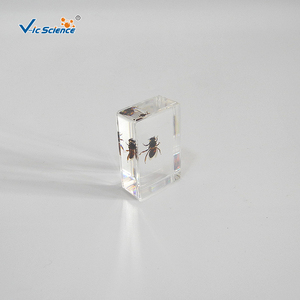 Especímen de Abeja Encapsulado en Resina, Estructura Corporal Completa de Insecto para la Enseñanza y Observación de Biología, CE/ISO/ROHS/CNAS - Product Image 1