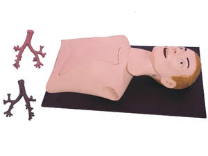 26 תווית pvc עץ ברונכיאלי מודל מדע רפואי vvisection ציוד מעבדה לבתי ספר ובתי חולים - Product Image 3