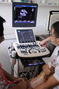 Nuevo Ecógrafo Veterinario Móvil Tipo Carro con <span class=keywords><strong>Doppler</strong></span> Color 4D para Uso Hospitalario con Nueva Tecnología - Product Image 4