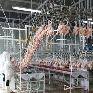 Mini Matadero Automático de Pollos de 1000-1500 Aves por Hora - Product Image 6