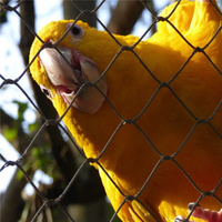 Fil de volière en acier inoxydable léger SUS304 316 316L ara panneaux de maille de volière d'oiseaux à armure toile pour Zoo