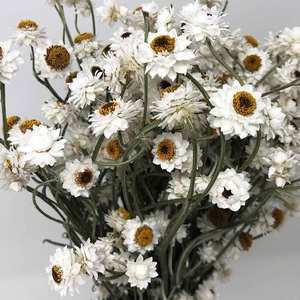 Bouquet séché d'ammonium blanc crémeux fleur de chrysanthème bouquet blanc <span class=keywords><strong>immortelle</strong></span> décoration rustique - Product Image 3