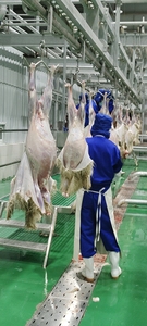 Equipo Moderno para Sacrificio de Cabras, Procesamiento de Ovejas y Corderos, Preparación de Carne - Product Image 5