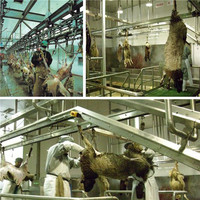 Chaîne de traitement de viande complète pour abattage de moutons, haute productivité, équipée d'un moteur, d'une pompe et de roulements, entièrement automatisée