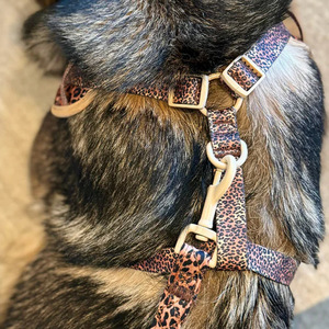 Arnés y Correa Ajustables para Perros, Diseño Clásico 2025, <span class=keywords><strong>Material</strong></span> de Poliéster - Product Image 4