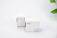 T4 polynucléotide kinase