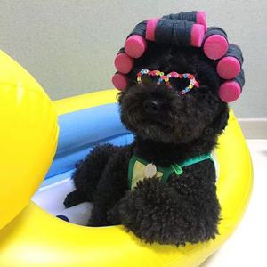 En stock, pelucas rizadas de estilo coreano, cortes de pelo y disfraces para perros, gatos y perros pequeños. - Product Image 3
