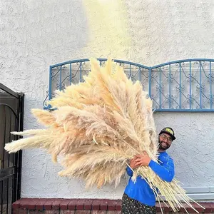 Pampa all'ingrosso decorazione di <span class=keywords><strong>erba</strong></span> fiori secchi decorazione di nozze fiori immortali oggetti di scena di tiro grande pampa <span class=keywords><strong>erba</strong></span> - Product Image 1