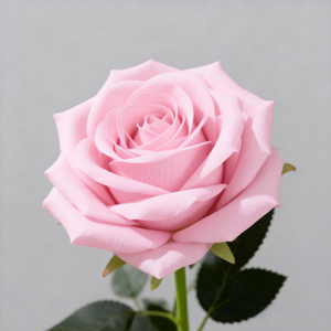 <span class=keywords><strong>Rosas</strong></span> Artificiales de Seda Color Rosa al por Mayor para Decoración de Bodas, San Valentín <span class=keywords><strong>y</strong></span> Fiestas, Decoraciones de Plantas Artificiales - Product Image 4
