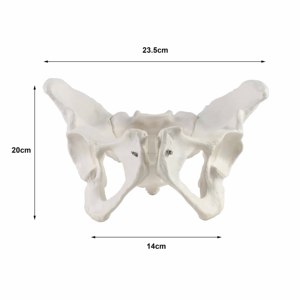 Lebensgroßes menschliches Skelett, weibliches Becken, anatomisches Modell für den medizinischen Unterricht - Product Image 6