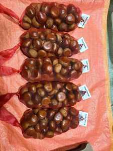 2025 cina nuovo raccolto castagno cinese <span class=keywords><strong>castagne</strong></span> fresche prezzo all'ingrosso alla rinfusa essiccato e arrostito con gusto dolce - Product Image 3