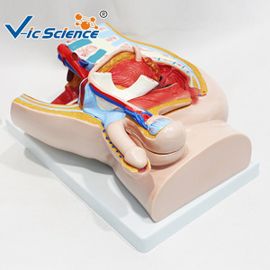 Modèle d'anatomie sagittale du bassin masculin (2 parties détachables) - Modèle pédagogique médical - Product Image 5