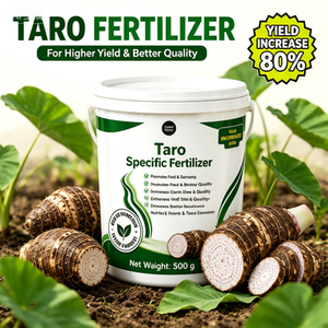 Engrais Spécifique pour <span class=keywords><strong>Taro</strong></span> 500g NPK 18-8-20 Accélère la Croissance des Racines et des Feuilles, Agrandit les Cormes, Améliore la Texture, Augmente de 80% <span class=keywords><strong>le</strong></span> Rendement en Terres Ouvertes - Product Image 3