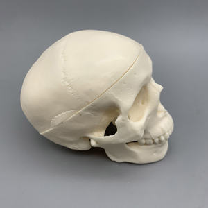 लघु खोपड़ी मॉडल; चिकित्सा शारीरिक खोपड़ी मॉडल; सफेद शारीरिक सिर हड्डी मॉडल - Product Image 5