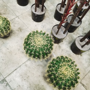 Árbol de Cactus Artificial de Estilo Nórdico Moderno, Bonsái de Plástico, Plantas Artificiales para Decoración del Hogar, Sala de Estar, Jardín - Product Image 3