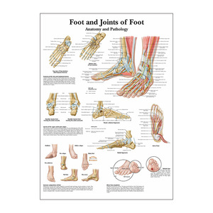 Poster su tela con stampa di anatomia umana - <span class=keywords><strong>Arte</strong></span> da parete educativa ad alta definizione, decorazione centrale senza cornice - Product Image 4