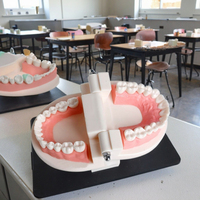 Modèle de cavité buccale en résine pour les dents dentaires, la maternelle et la brosse à dents pour les écoles et les sciences médicales.