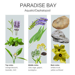 Aceite aromático <span class=keywords><strong>a</strong></span> <span class=keywords><strong>granel</strong></span> al por mayor para humidificadores y difusores, aceite esencial perfumado floral afrutado tropical tipo Paradise Bay - Product Image 4