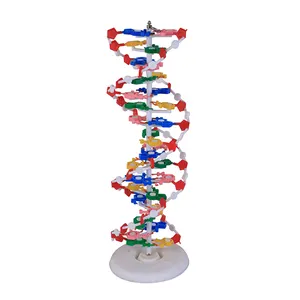 Duplo helix 23x22x68.5cm educação, estrutura plástica dna modelo para biologia