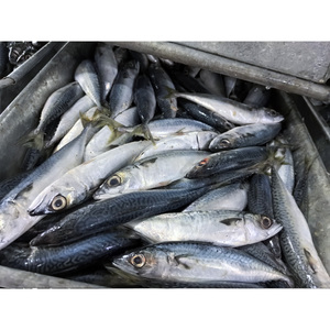 Precio de caballa <span class=keywords><strong>China</strong></span> Caballa Pescado de hielo Pescado de caballa del Pacífico congelado - Product Image 6