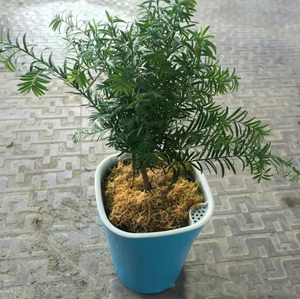 Macetas perezosas, cuerda <span class=keywords><strong>de</strong></span> algodón absorbente <span class=keywords><strong>de</strong></span> plástico automático, bonsái <span class=keywords><strong>de</strong></span> flores decorativas para interiores <span class=keywords><strong>de</strong></span> jardín para flores, plantas suculentas - Product Image 6