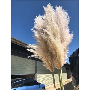 Grande Herbe de la Pampa Blanche Décorative de 120 cm pour la Maison et les Mariages, Fleurs Séchées Naturelles pour les Décorations de Pâques et d'Halloween - Product Image 2