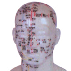 Modelo de Puntos de Acupuntura Médica ADA Y1012/Y1013 de 20 cm y Modelo de Cabeza de Tamaño Real para Estudiantes de Shanghái - Product Image 3