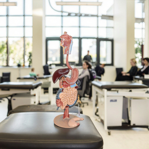 Modello del Sistema Digestivo Umano a Grandezza Naturale Modello Anatomico degli Organi Umani - Product Image 2