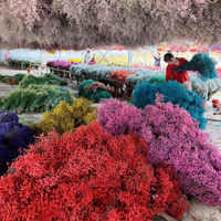 Herbe de cristal stabilisée pour projets DIY, arrangements floraux de Caspea sur mesure, bouquet pour la Fête des Mères, mariages, remises de diplômes et usage domestique