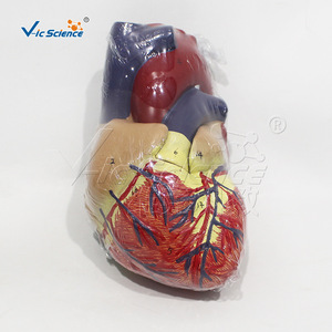 Modèle anatomique de cœur grandeur nature triple taille avec étiquettes numériques et structure cardiaque détachable ; adapté à l'usage médical - Product Image 2