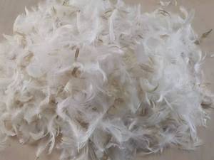 Plumes de <span class=keywords><strong>canard</strong></span> blanches, prix usine, pour oreiller, haute puissance de rembourrage, lavées, <span class=keywords><strong>duvet</strong></span> de <span class=keywords><strong>canard</strong></span> et <span class=keywords><strong>d</strong></span>'<span class=keywords><strong>oie</strong></span> neuf - Product Image 3