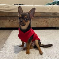 Pull en polaire pour chien, veste chaude d'hiver, gilet, manteau, pull-over avec anneau en D pour laisse, pour petit chiot, teckel, yorkie, chihuahua